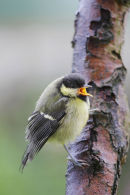 08-2038 Noisy Great Tit (Parus major) Fledgling